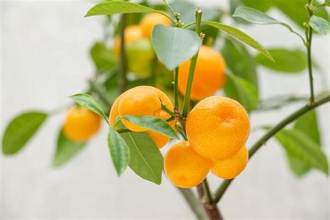 How To Grow And Care For A Calamondin Orange Tree In 2023 Edible