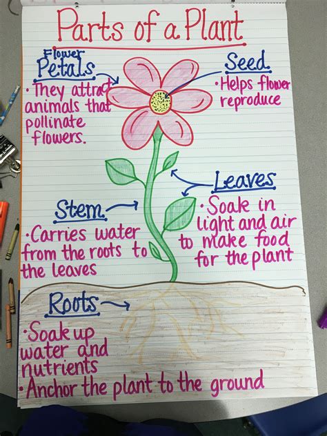 Parts Of A Plant Anchor Chart Teaching Plants Plants Life Cycle