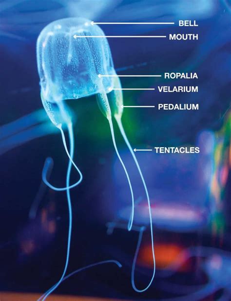 Anatomy Of Jellyfish