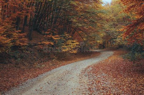 Beautiful Autumn Forest Mountain Path Stock Image Image Of Leave