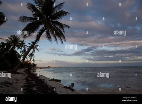 A Palm Tree At The Water Line At Sunset On Ambergris Caye In Belize
