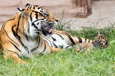 Come And See Fotas New Rare Sumatran Tiger Cub The Avondhu Newspaper