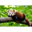 Red Panda Network  Conservation Henry Vilas Zoo