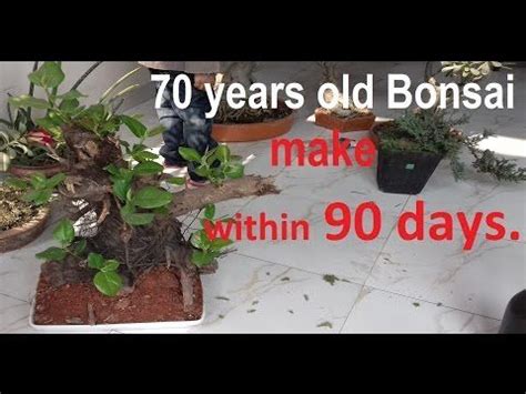 During these waterings, make sure the plant is thoroughly watered. How to make bonsai tree at home | BONSAI TREE making for ...