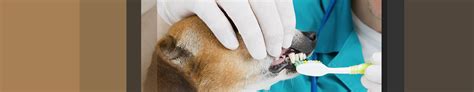 Pet Dentist Austin Veterinary Dentistry Austin Veterinary Emergency