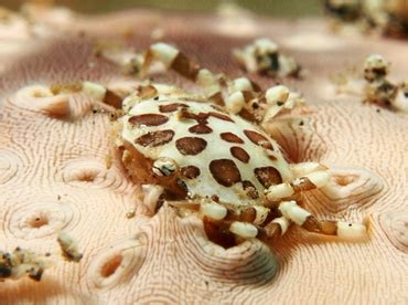 Find a variety of fresh, frozen, and cooked blue swimming crab available. Sea Cucumber Swimming Crab - Lissocarcinus orbicularis ...