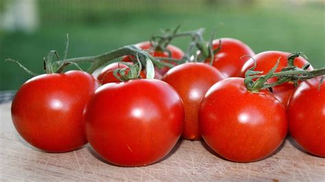 Growing Campari Tomatoes Indoors Indoor Garden Tips