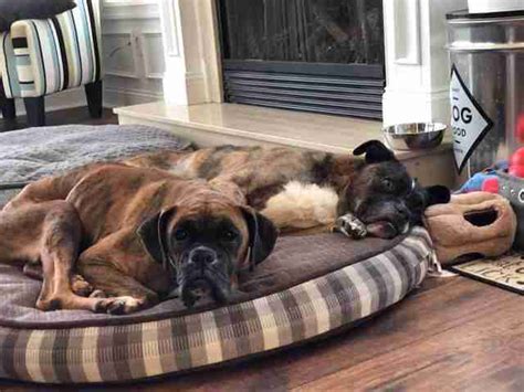 Последние твиты от rescue puppy (@rescuepuppy). Boxer Makes Miraculous Recovery From Life At Amish Puppy ...