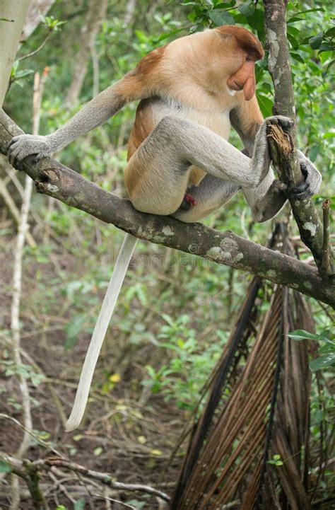 Proboscis Monkey Sandakan Borneo Malaysia Stock Photo Image Of