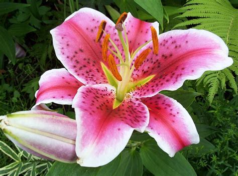 Tuck some basil in for best wishes. Lily Flowers - Flowers