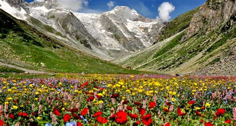 The Amazing World Valley Of Flowers National Park The Land Of Flowers