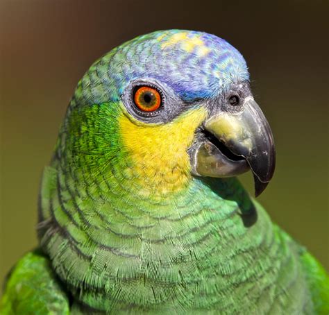 Amazon recognizes computer science educators with 2021 teacher of the year award. Red-winged Amazon Parrot | Shutterbug