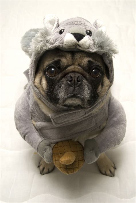 24 Pug Halloween Costumes That Are So Cute We Cant Even