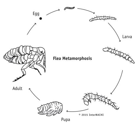 Flea Life Cycle Characteristics Stages And Metamorphosis