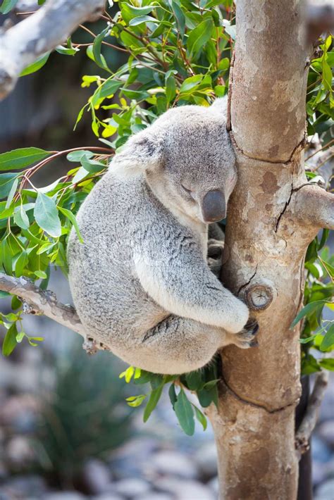 Sleeping Koala Stock Image Colourbox