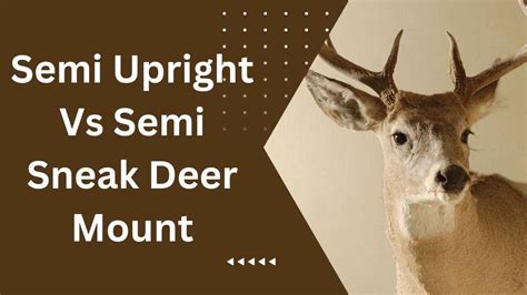 Semi Upright Vs Semi Sneak Deer Mount