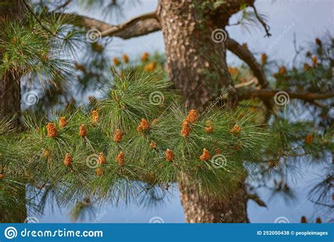 Chinese Red Pine Tree Growing Outdoors In Nature During Spring On A