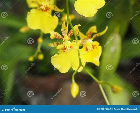 Orchid Flowers Oncidium Goldiana Dancing Lady Orchid Stock Photo