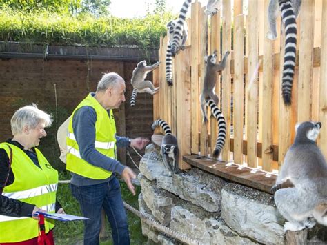 Video Benimmtrainer Für Freche Kattas Im Salzburger Zoo Snat