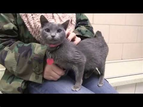 Although there are treatments available for this condition, all aimed at supporting the cat whilst its body attempts to break down the blood clot, the reality is that the chances. Adopting a cat with FIV - YouTube