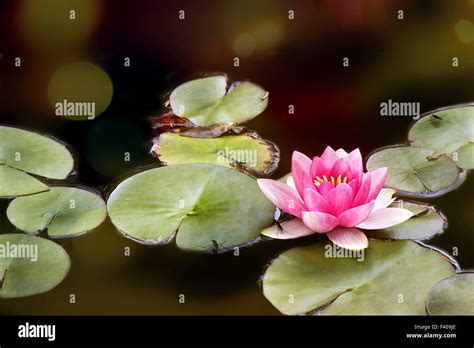 Red Water Lily Stock Photo Alamy