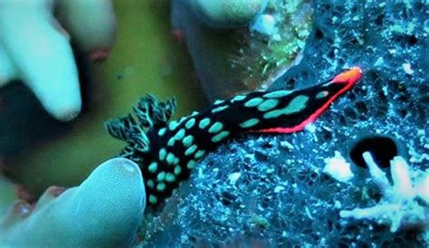Cabbage Nudibranch Nembrotha Cristata Marine Life Liveaboard Diving