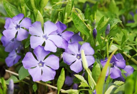 Periwinkle Flower Meaning Symbolism And Cultural Significance Petal