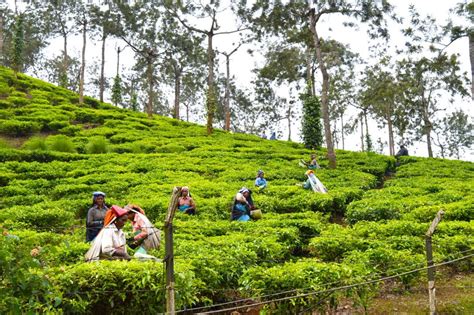 How To Experience Thekkady In Kerala Things To Do In Thekkady