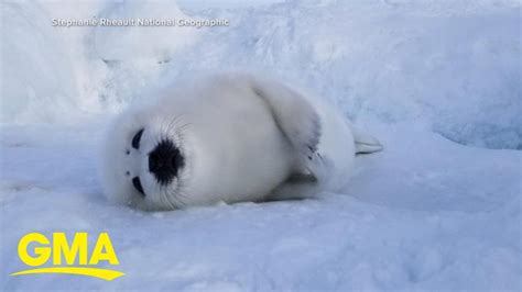 Harp Seals Struggle To Survive As Ice Melts In Quebec L Gma Youtube