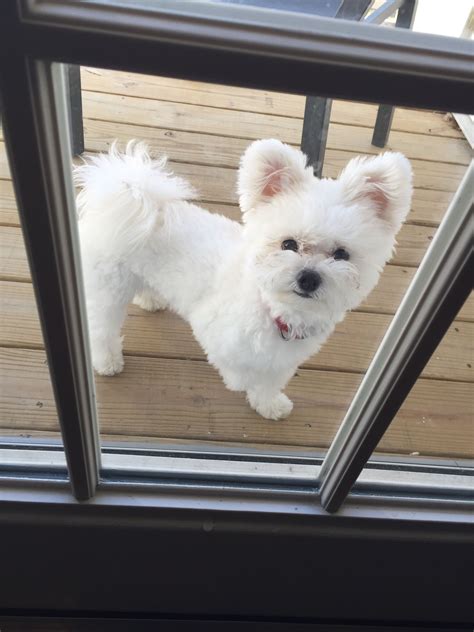 Maybe you would like to learn more about one of these? Maltese-Pomeranian #pomeranian | Animals and pets ...