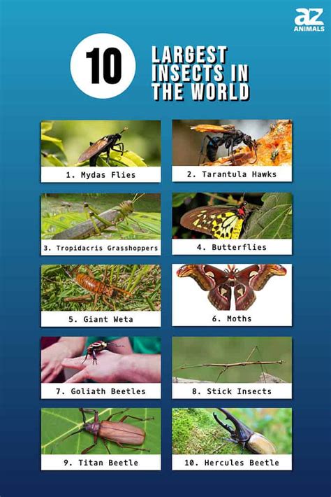 The Top 10 Largest Insects In The World A Z Animals