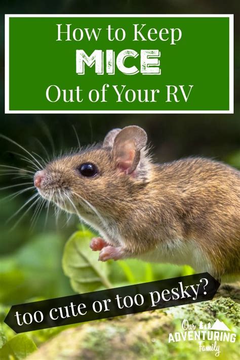 In this article, we'll show you exactly how to keep mice out of your camper so it'll be ready for your next outdoor adventure. How to Keep Mice Out of Your RV | Used camping gear, Tent ...