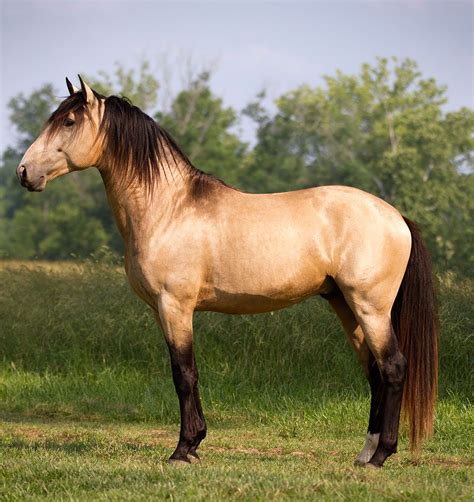 Id Love To Have A Gorgeous Buckskin Lusitano Like This One Someday