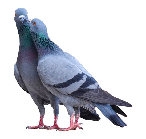 Pigeon Png Background Clip Art Png Play
