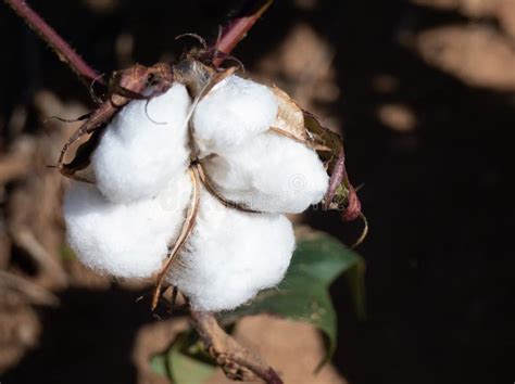 Close Up Of A Cotton Boll On The Plant Stock Image Image Of Copy