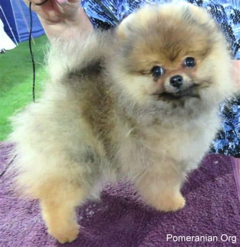 Understanding Pomeranian Growth Stages