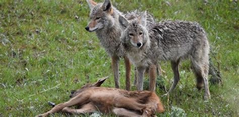 What Do Coyotes Eat All About Their Favorite Food