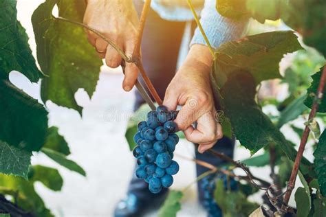 Female Viticulturist Harvesting Grapes In Grape Yard Stock Photo