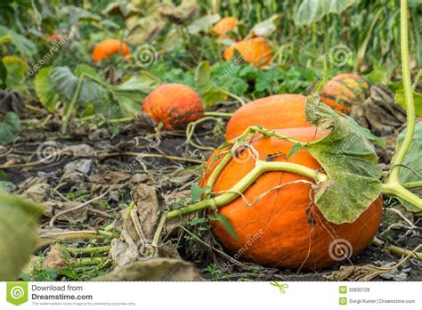 Check spelling or type a new query. Orange Kürbis im Garten stockfoto. Bild von nave ...