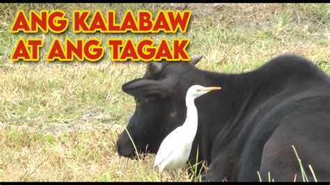 Ang Kalabaw At Ang Tagak Maikling Kuwento Pabula Youtube