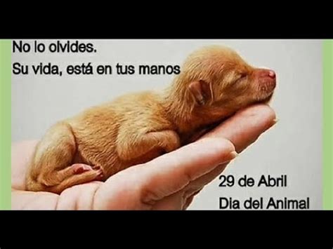 Recuerda el fallecimiento de san francisco de asís, quién reconoció la presencia de dios en todas las criaturas. Día del Animal en Argentina | Que te diría un Animal ...