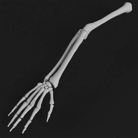 Human Arm Hand Skeletal Bones 3d Max 3d Model Arm Bones Bones