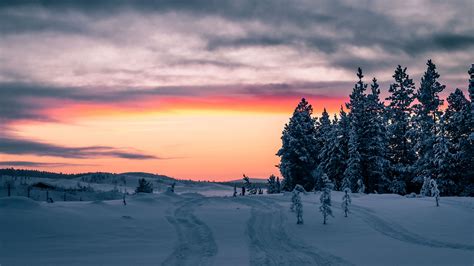 Download Wallpaper 2560x1440 Winter Snow Trees Sunset