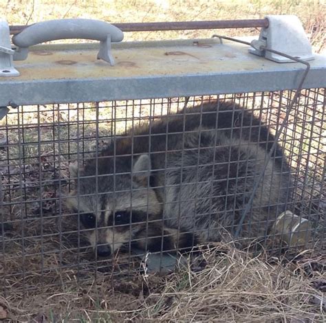 We ask the public to delay surrendering animals, if possible. San Francisco Animal Control and Animal Removal