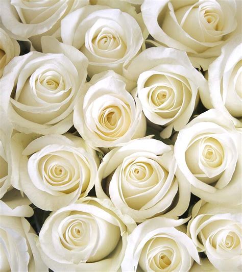 Top 10 Most Beautiful White Roses