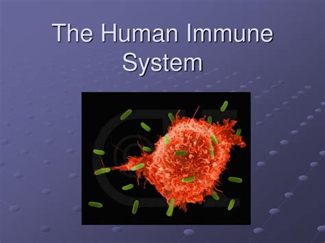 Ppt The Human Immune System Powerpoint Presentation Free Download