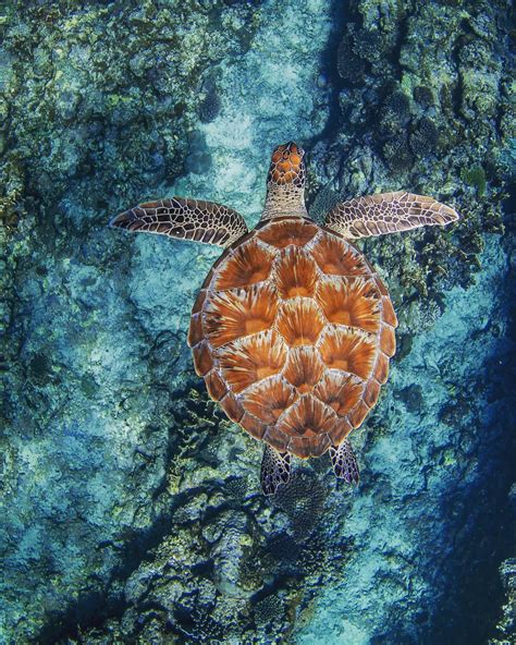 Turtle Shell Patterns On Ningaloo Reef Australia Wildlife Photography