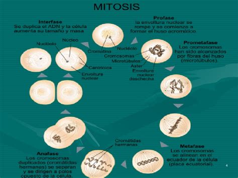 Esquemas Mitosis Meiosis