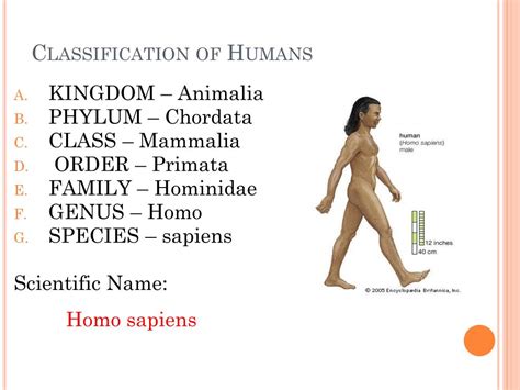 Ppt The Classification Of Living Things Powerpoint Presentation Free