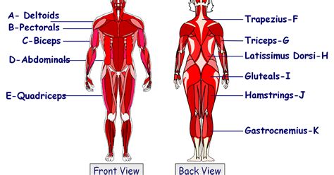 Labeled Muscles In The Body Diagram The Muscular System Coloring